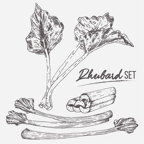 Rhubarb Set Illustration Vector