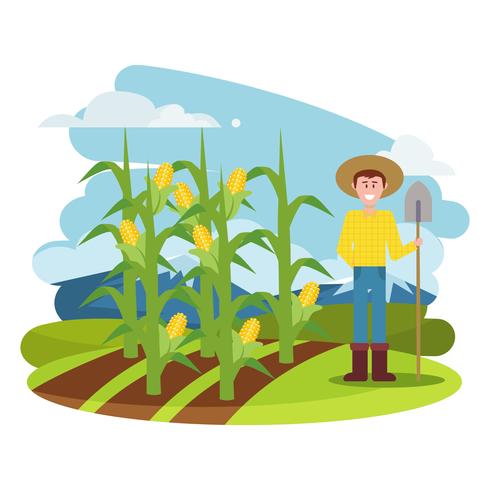 Corn Stalks Illustration  vector