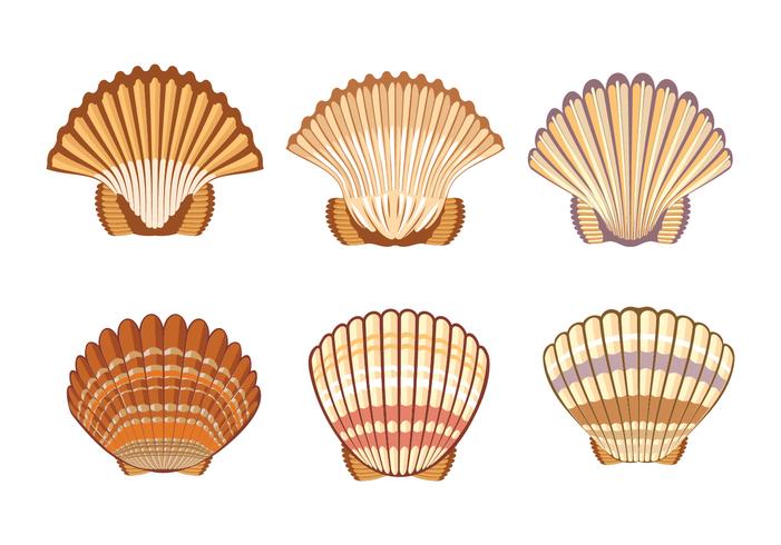 Set of Scallops shell Illustration Isolated on White Background vector