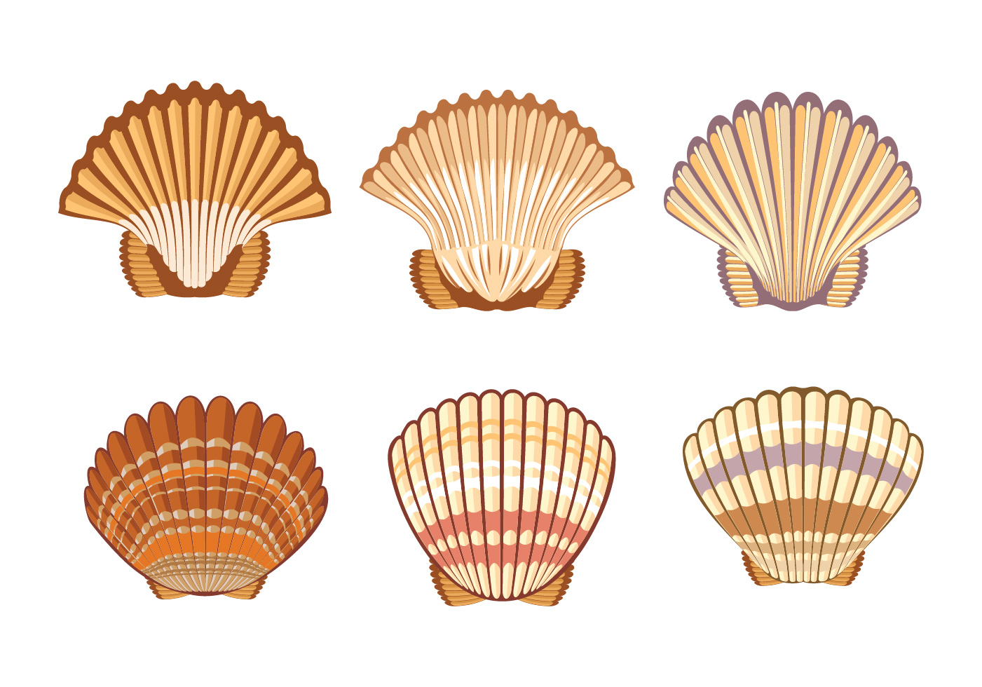Set of Scallops shell Illustration Isolated on White Background 173322