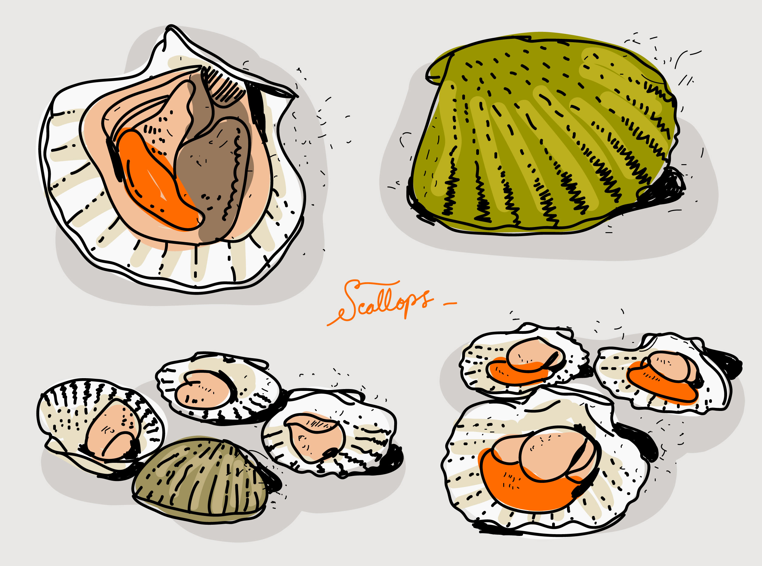 Fresh Scallops Hand Drawn Vector Illustration 173333 Vector Art at Vecteezy
