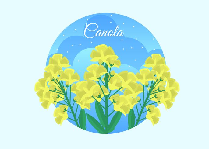 Ilustración vectorial de Canola gratis vector