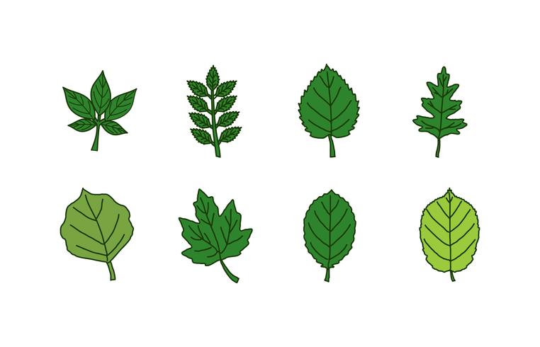 Leaves icon set vector