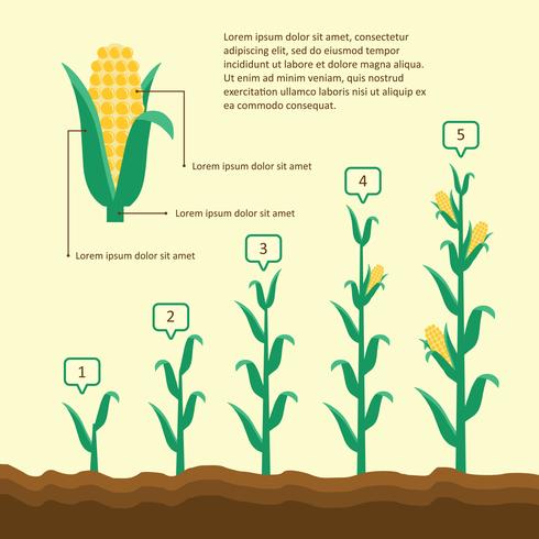 Grow Up Corn Illustration vector