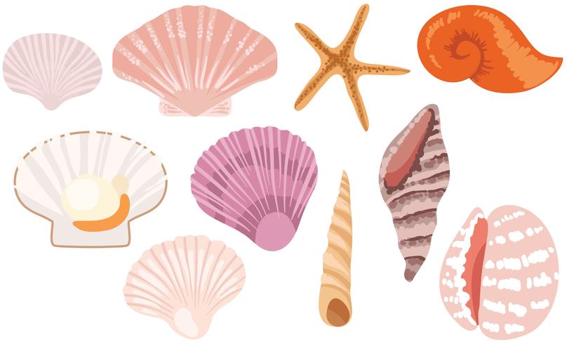 Vectores Seashells gratis