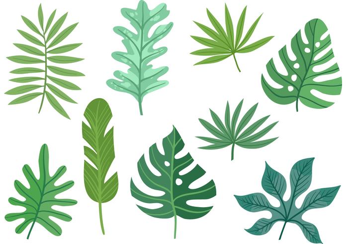 vectores de hojas de palma