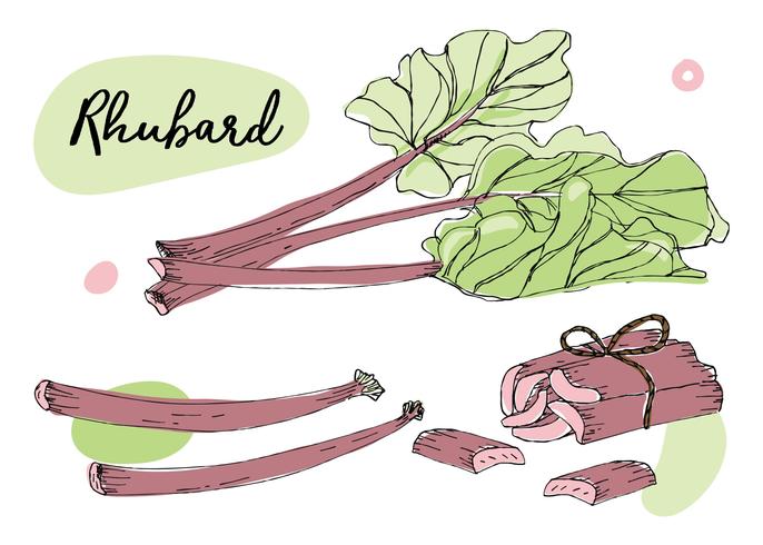 Rhubarb Set Illustration Vector