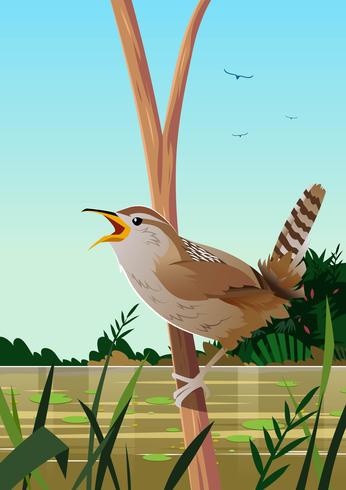 Wren del pantano vector