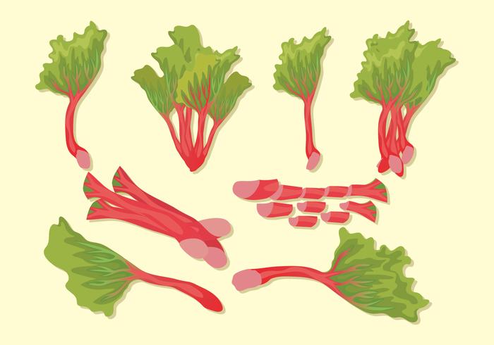 Fresh Rhubarb Vector set