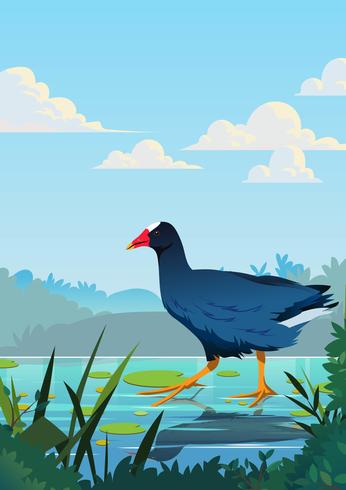 Marsh Hen vector