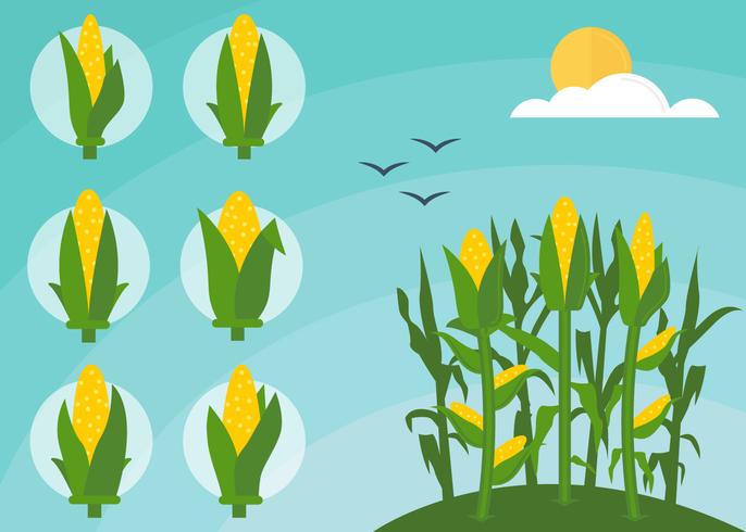 Free Outstanding Corn Stalks Vectors