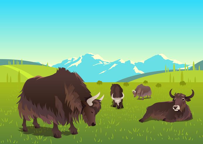 Yak Grazing Scene Vector