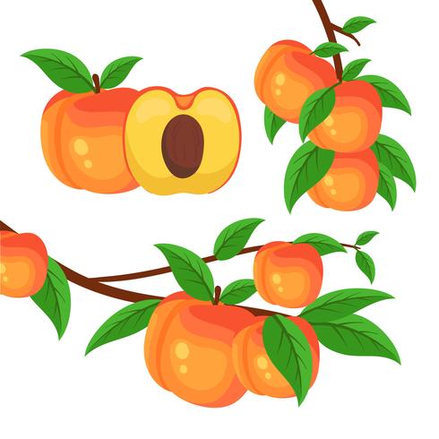 Tree Branch With Peaches vector