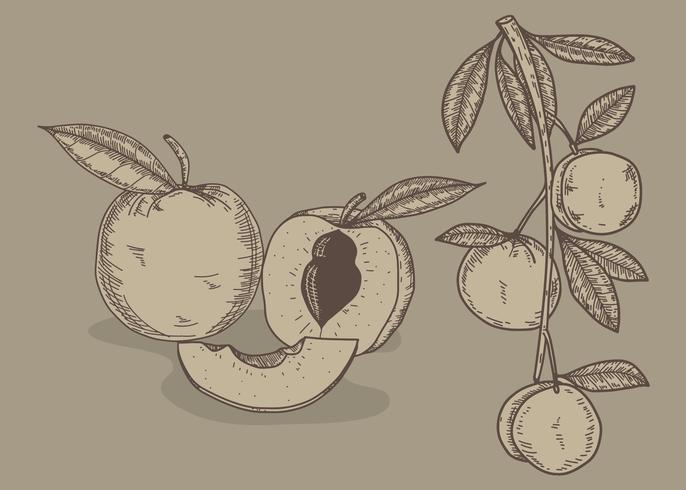 Peach Hand Drawn Illustration Vector