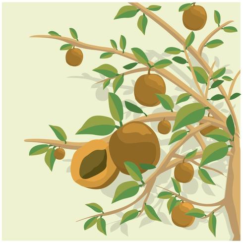 Peach Tree illustration Background vector