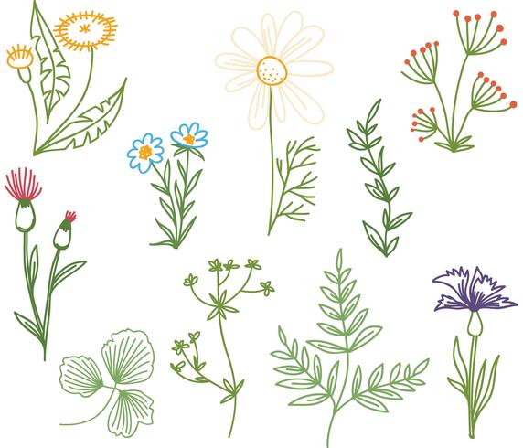 Free Doodle Herbs Vectors