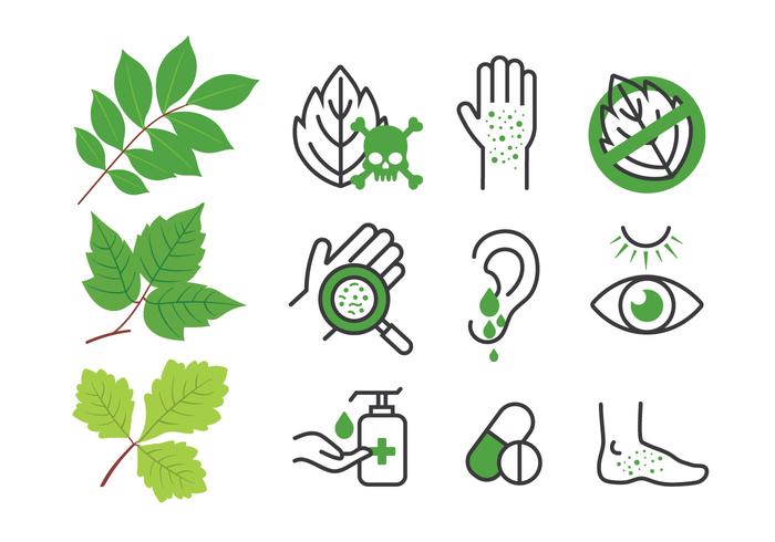 Poison Ivy Oak Sumac hojas y conjunto de iconos de enfermedades vector