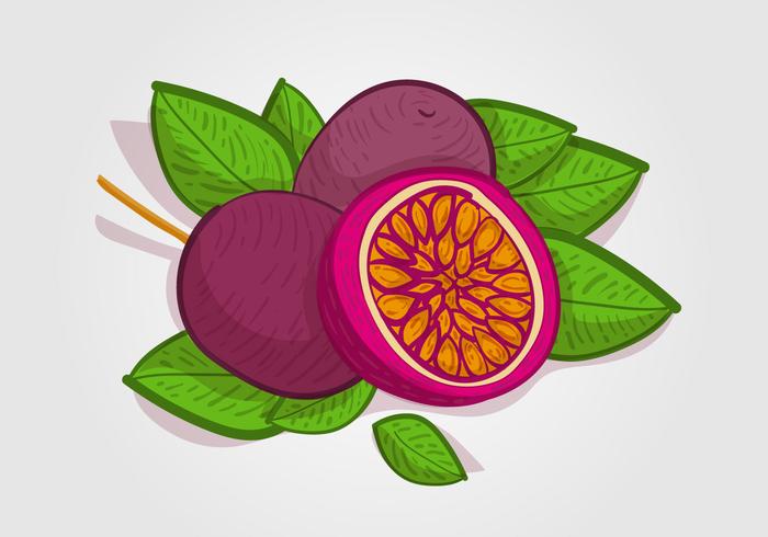 Ilustración de vector de fruta de la pasión gratis