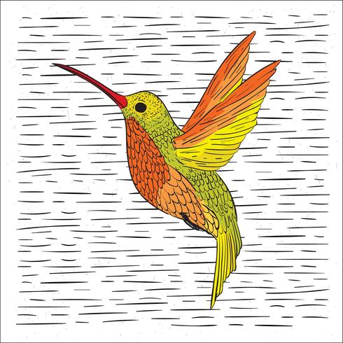 Hand Drawn Vector Hummingbird Illustration