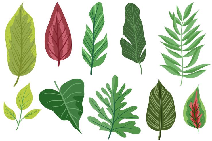 Free Exotic Leaves 2 Vectors