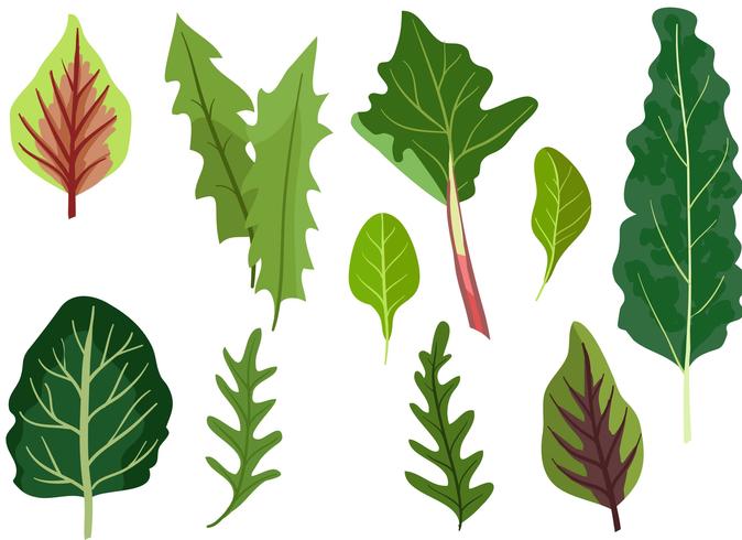 Leafy Greens Vectors