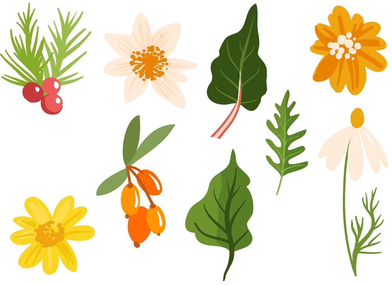 Medicinal Plants and herbs Vectors 175367 Vector Art at Vecteezy