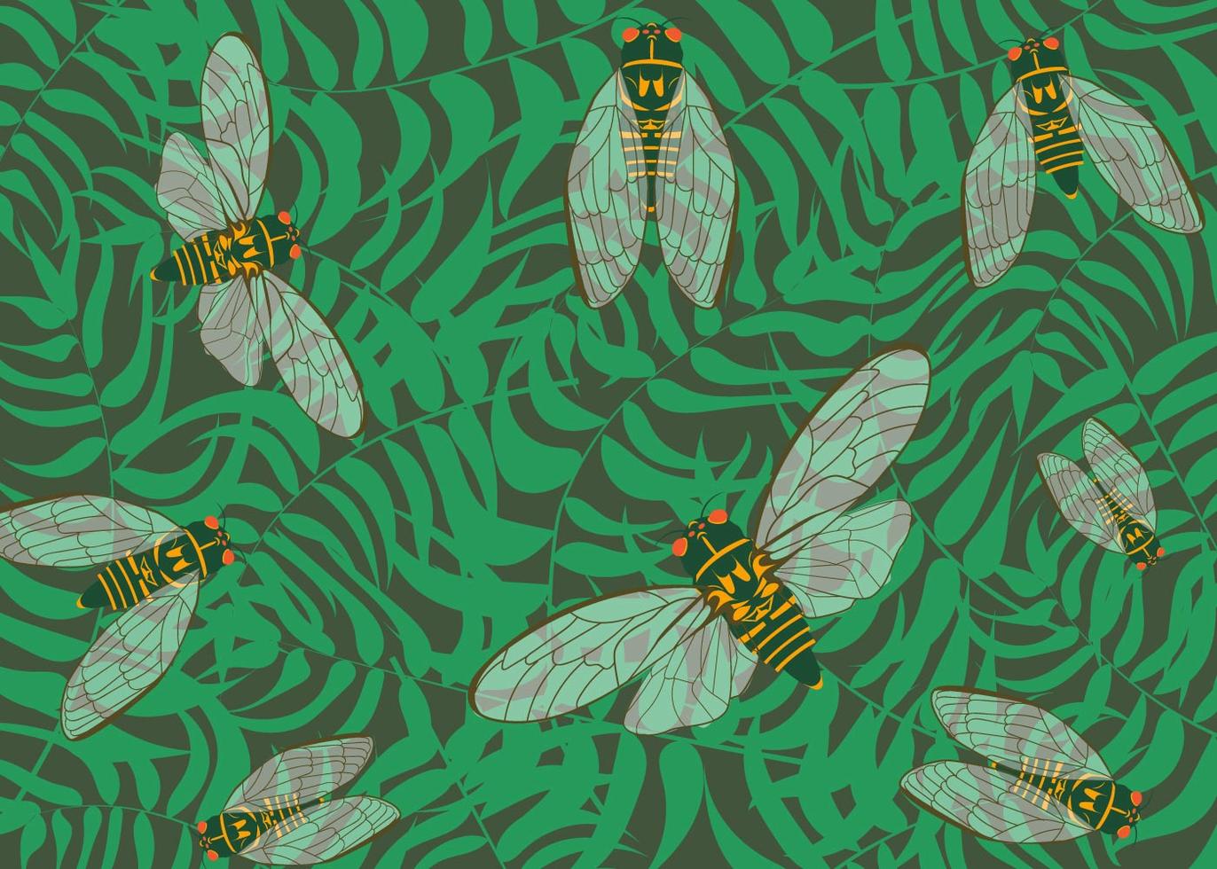 Cicada Insect Background 178222 Vector Art at Vecteezy