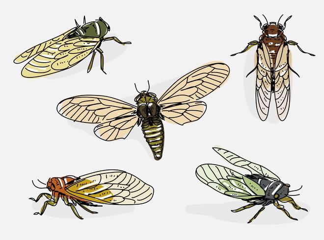 Cicada Hand Drawn Vector Illustration