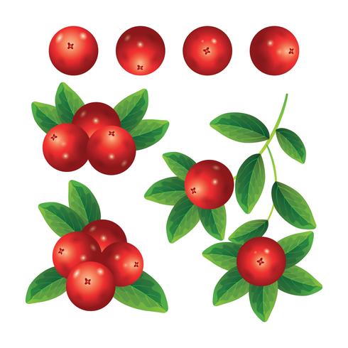 Cranberries Collection Set vector