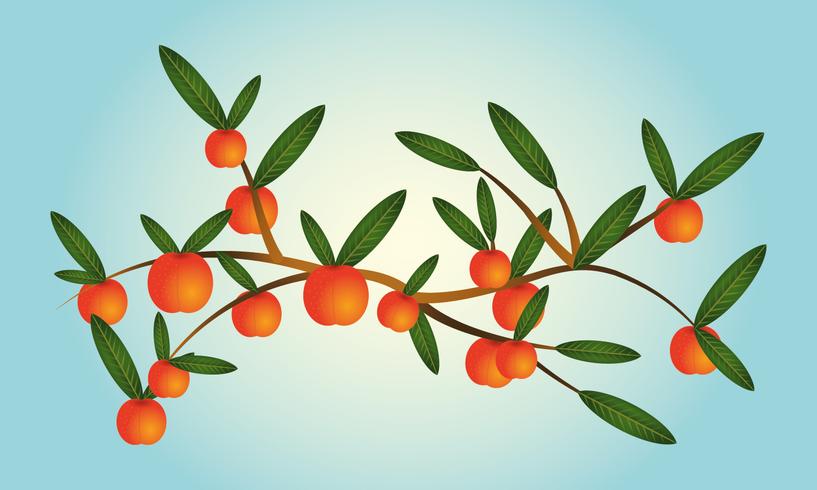 Branches Of Peach Tree vector