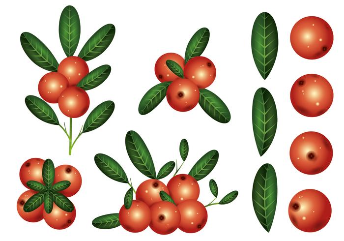 Cranberries vector
