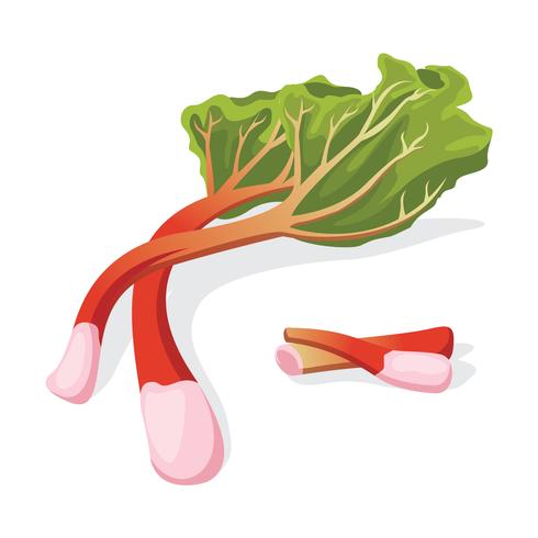 Fresh Rhubarb Vector Illustration