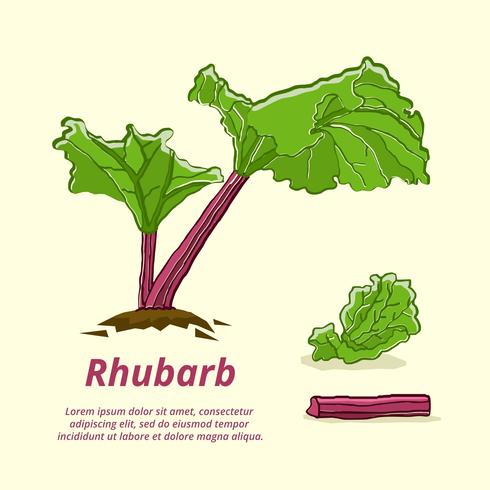 Fresh Rhubarb Hand Drawn Vector Illustration