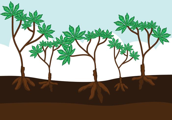 Cassava Plants Vector