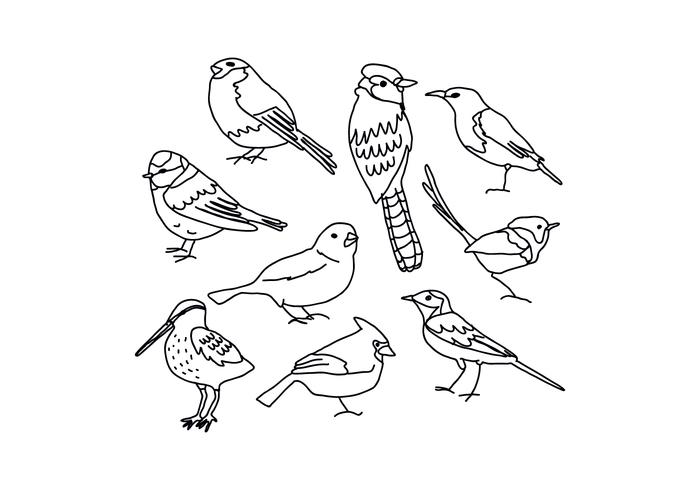 Birds Drawings vector