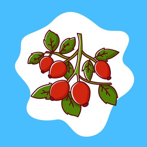 Rose hip vector illustration