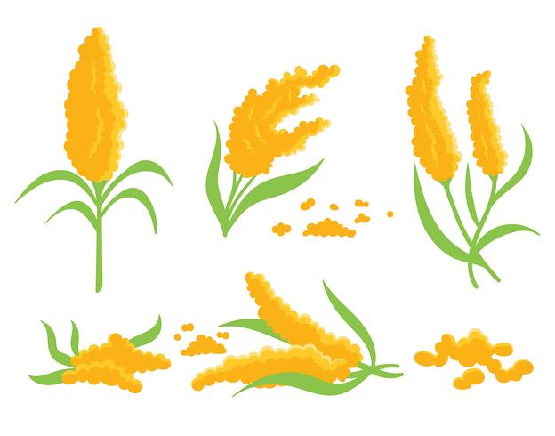 Iconos de Vector de Sorgo