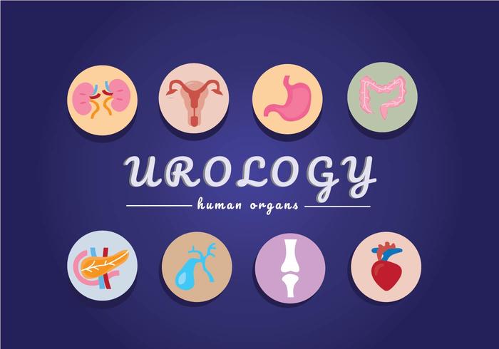 Human Organ and Bones  vector