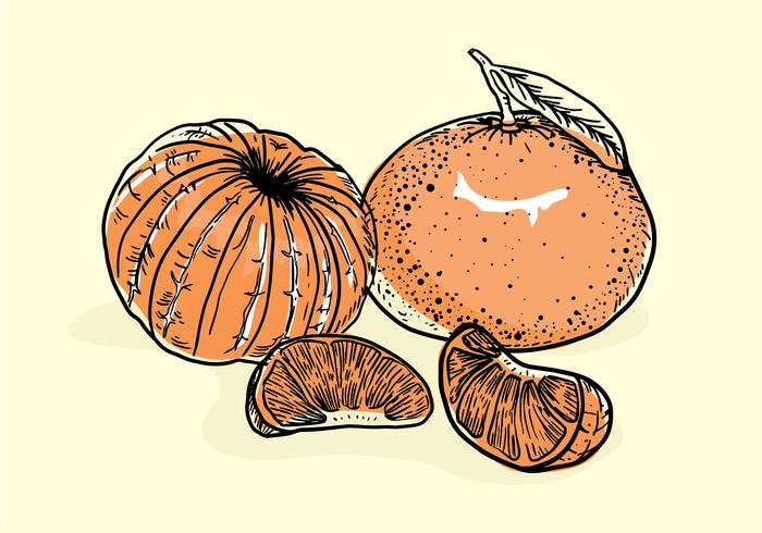 Clementine Hand Drawn Vector