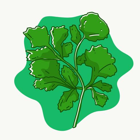 Cilantro vector illustration