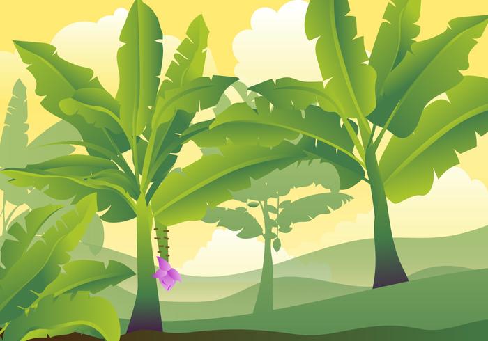 Ilustración de hojas de árbol de plátano vector