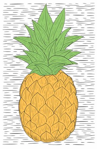 Vector Hand Drawn Pineapple Illustration