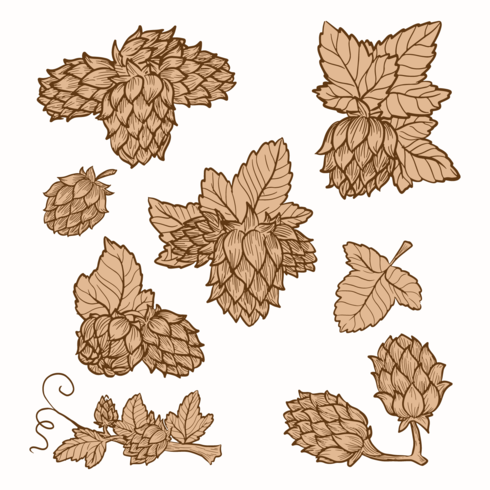 Hop Plant Vectors