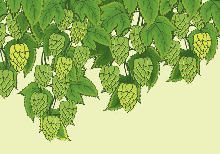 Hop Plant Vector Background