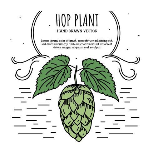 Hop Plant Vector