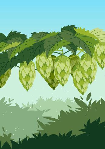 Hop Plant vector