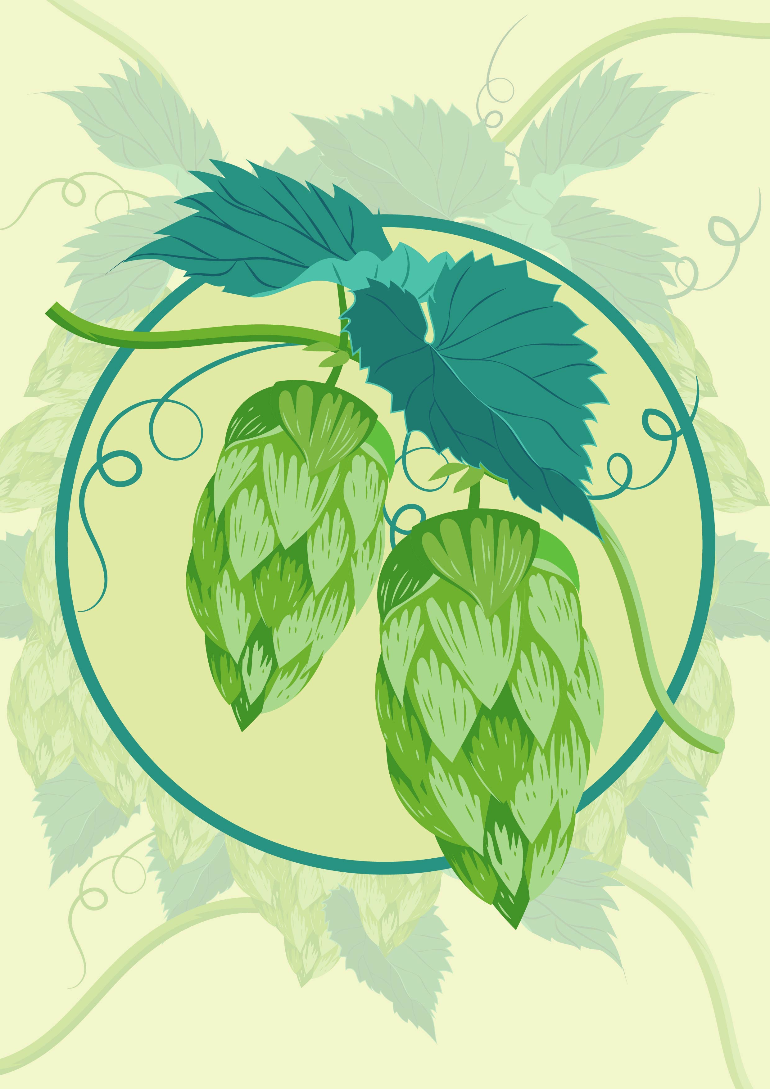Hop Plant Illustration 184583 Vector Art at Vecteezy