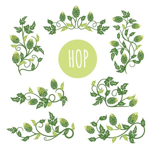 Green Hop Plant, Sketch Style Vector Illustration Isolated on White Background. Ripe Green Hop Cones, Beer Brewing Ingredient