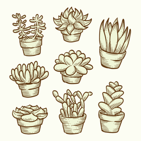 Succulents Vectors
