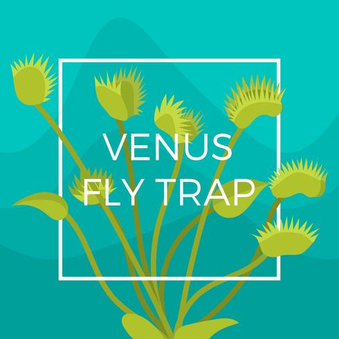 Flat Venus Fly Trap Vector Illustration